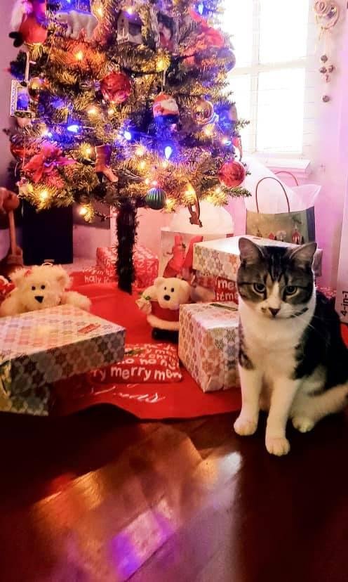 Max a Million is ready for Christmas. I’m not. 😆 lol