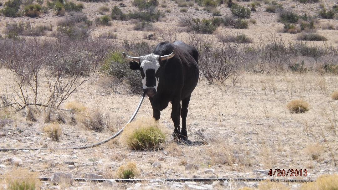 This is how cow get a drink in New Mexico
