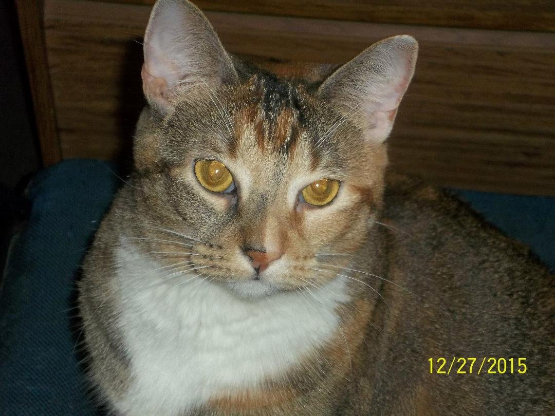 our cat spice