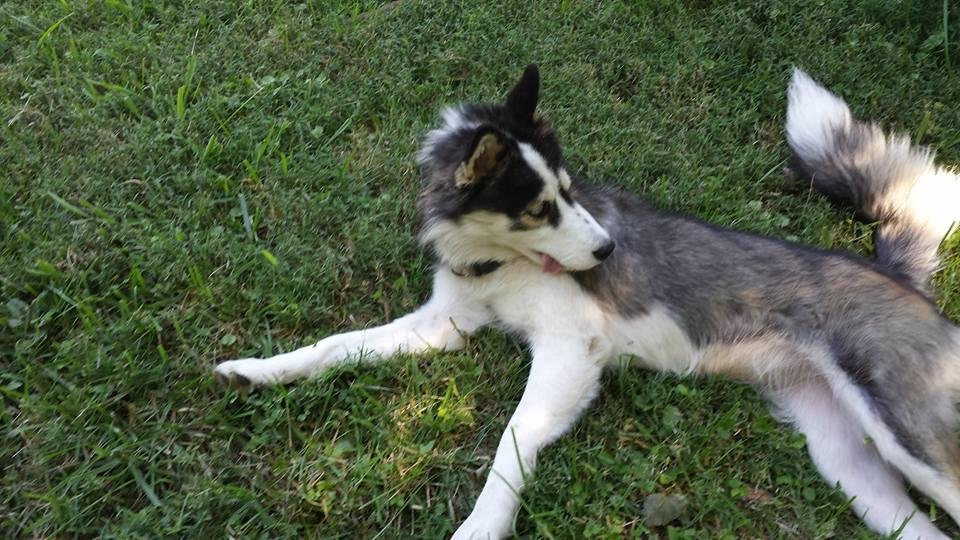 This is our neighbors dog. They don't take care of her just let her run, she's come to play with Duchess and Duke