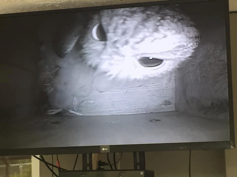 So this is interesting.   This is the mother owl (still sitting on her babies!) looking up at her mate, who is perched in the entrance to the box in broad daylight.  We’ve seen that a few times with these guys but never in 