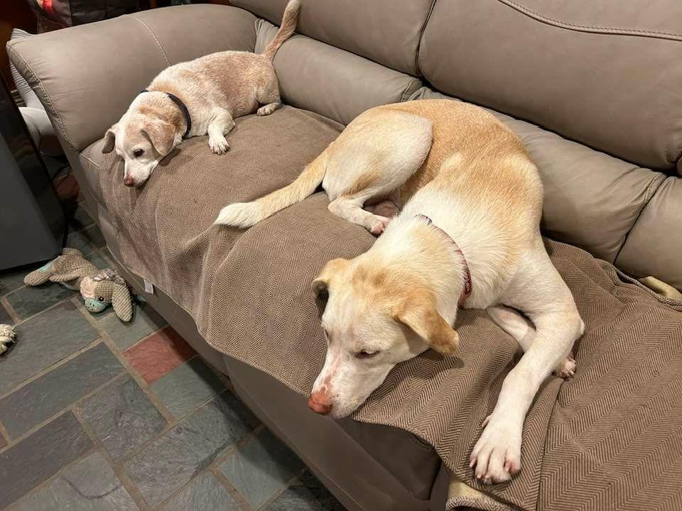 Milo and his cousin Coco