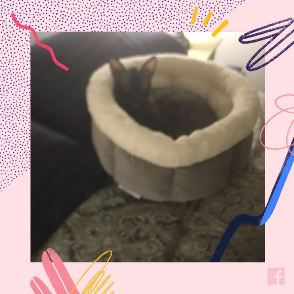 This is Jack my Cornish Rex in his bed