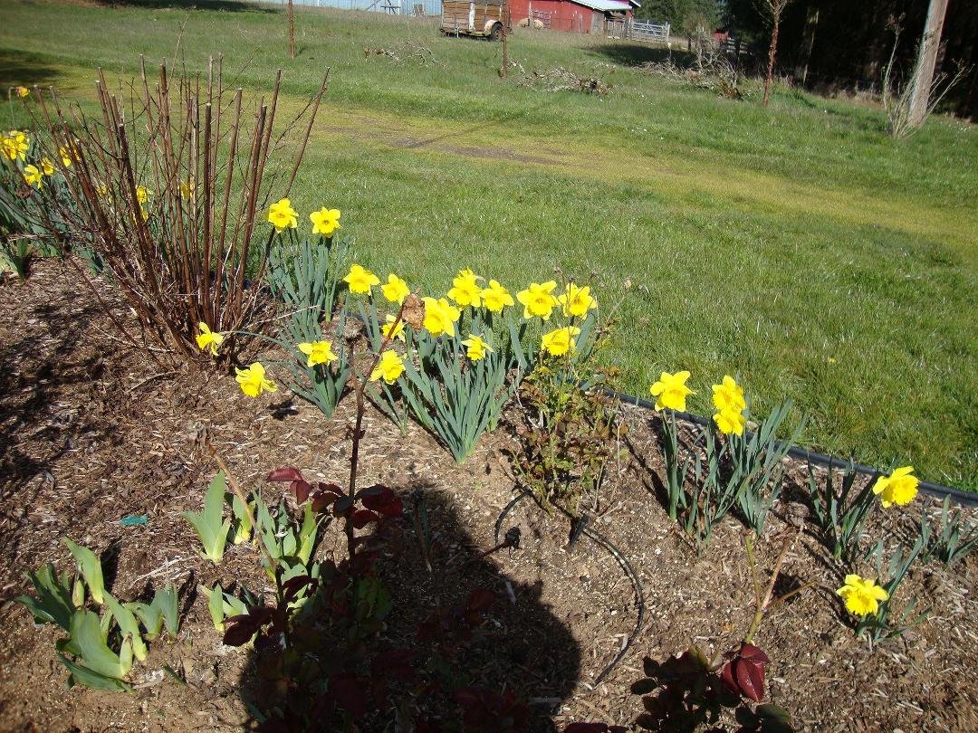 Daffodils announcing spring in line and verse!!
