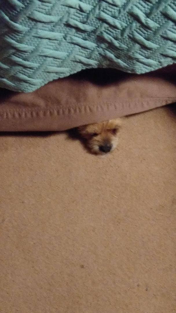 theres a monster under my bed!!