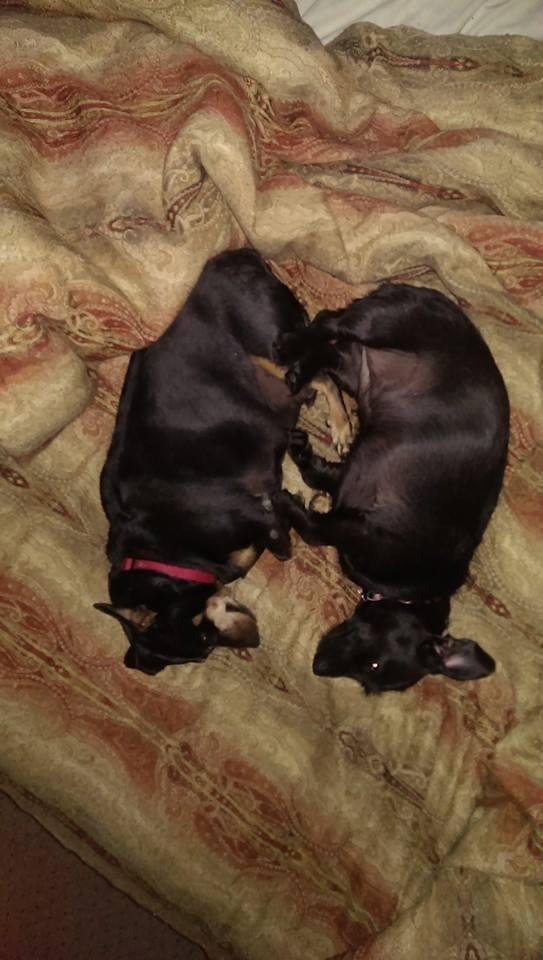 Rocky and Chloe sleeping.