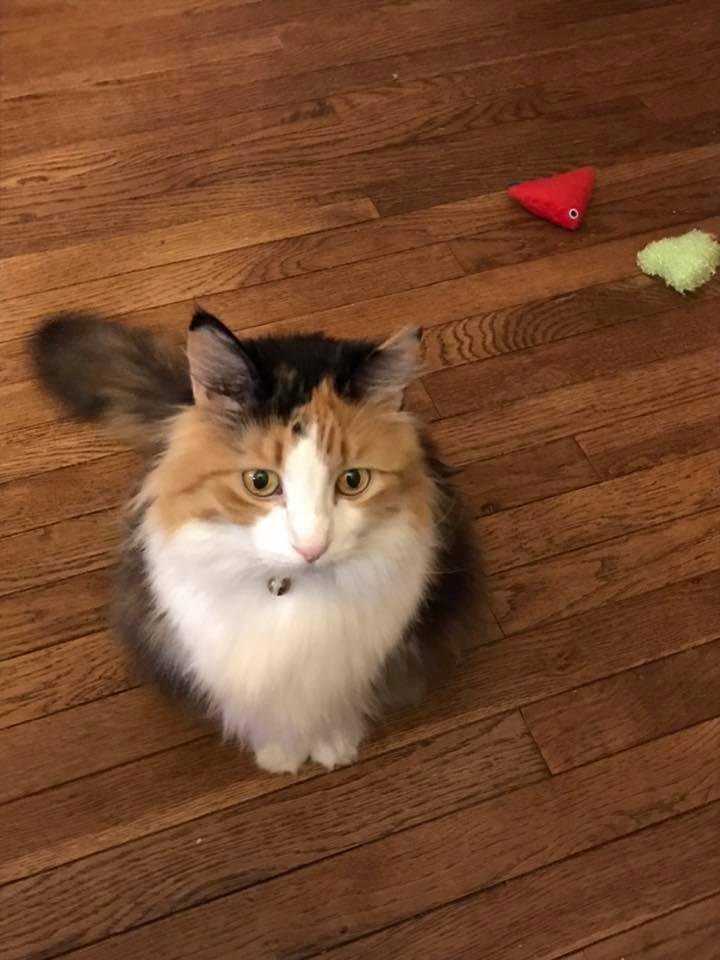 Happy “National Pet Day” Missouri!