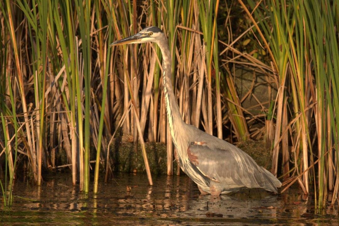 It was a beautiful day, unfortunately not so much to get the best shot....he is still beautiful though!