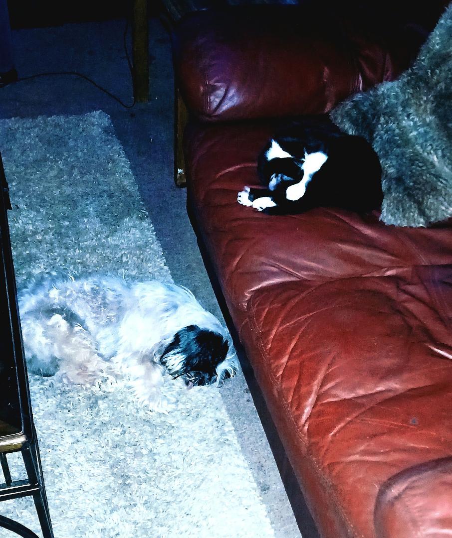 Living the best life these two animals .