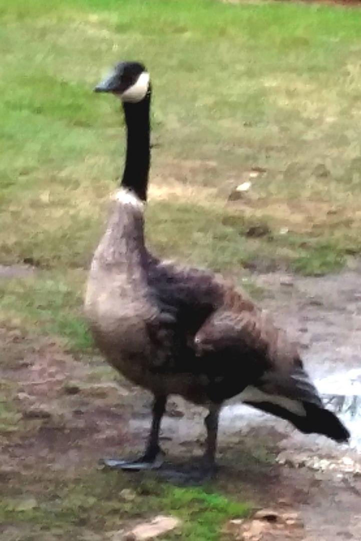 Nesting time at Loders Croklaan Waste Water