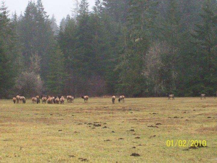 Daniel Wilbert's album, looking for elk