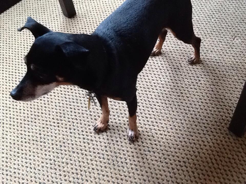 Happy National Dog Day to my grand dog, Dexter