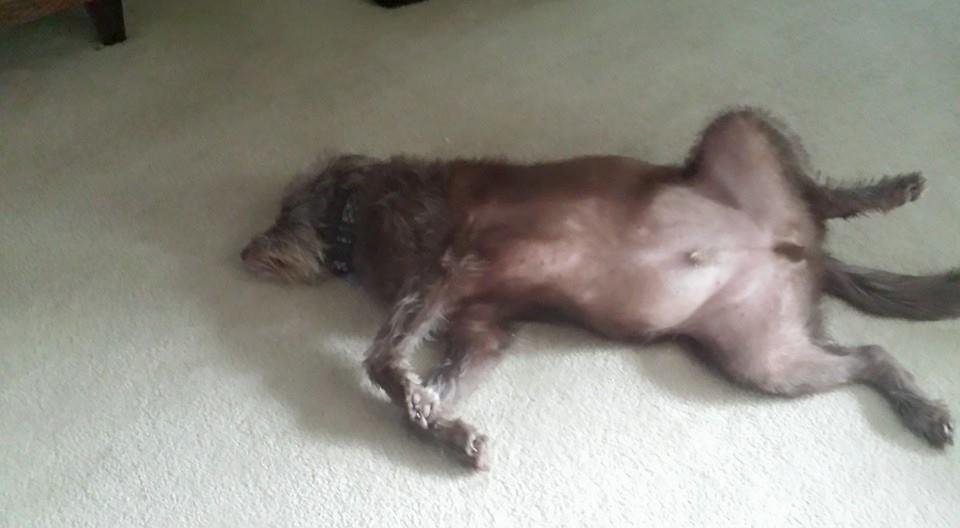 One relaxed Mocha.