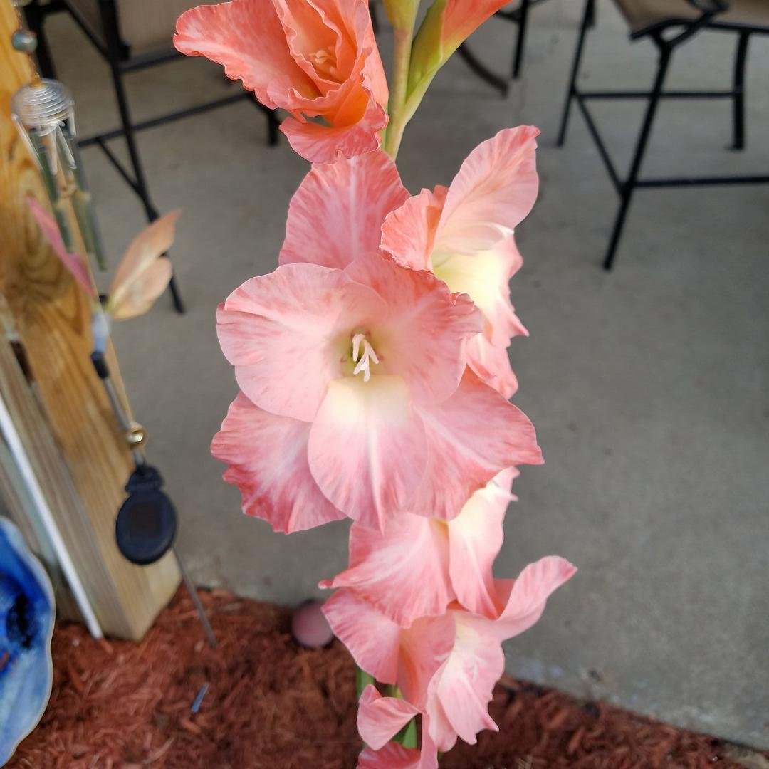 The last glad from my garden
Why did summer have to end