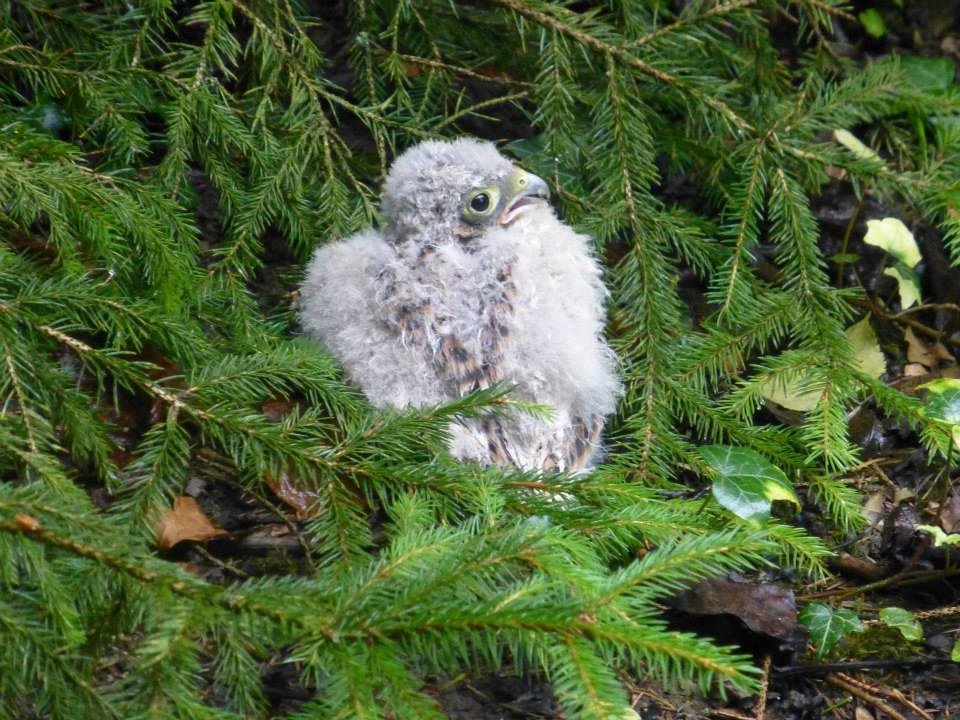 Robert Pierce's album, Young Falcons found after a storm