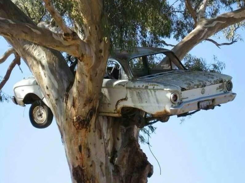 Nature News: A nesting falcon in a tree.
