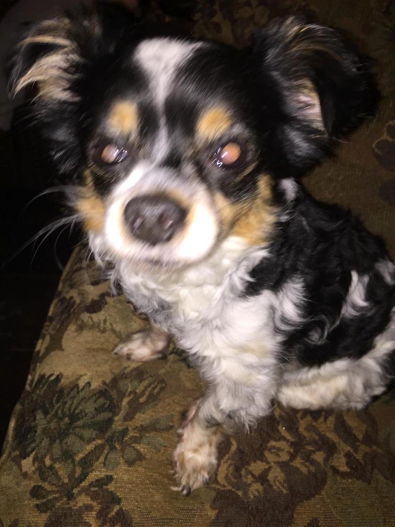 National Dog Day "Our Ben"