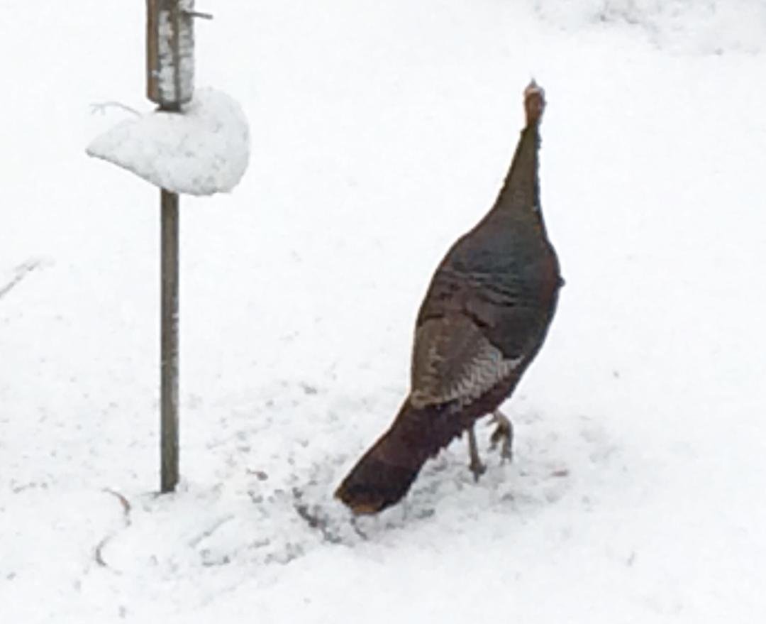 We have company for breakfast this morning!