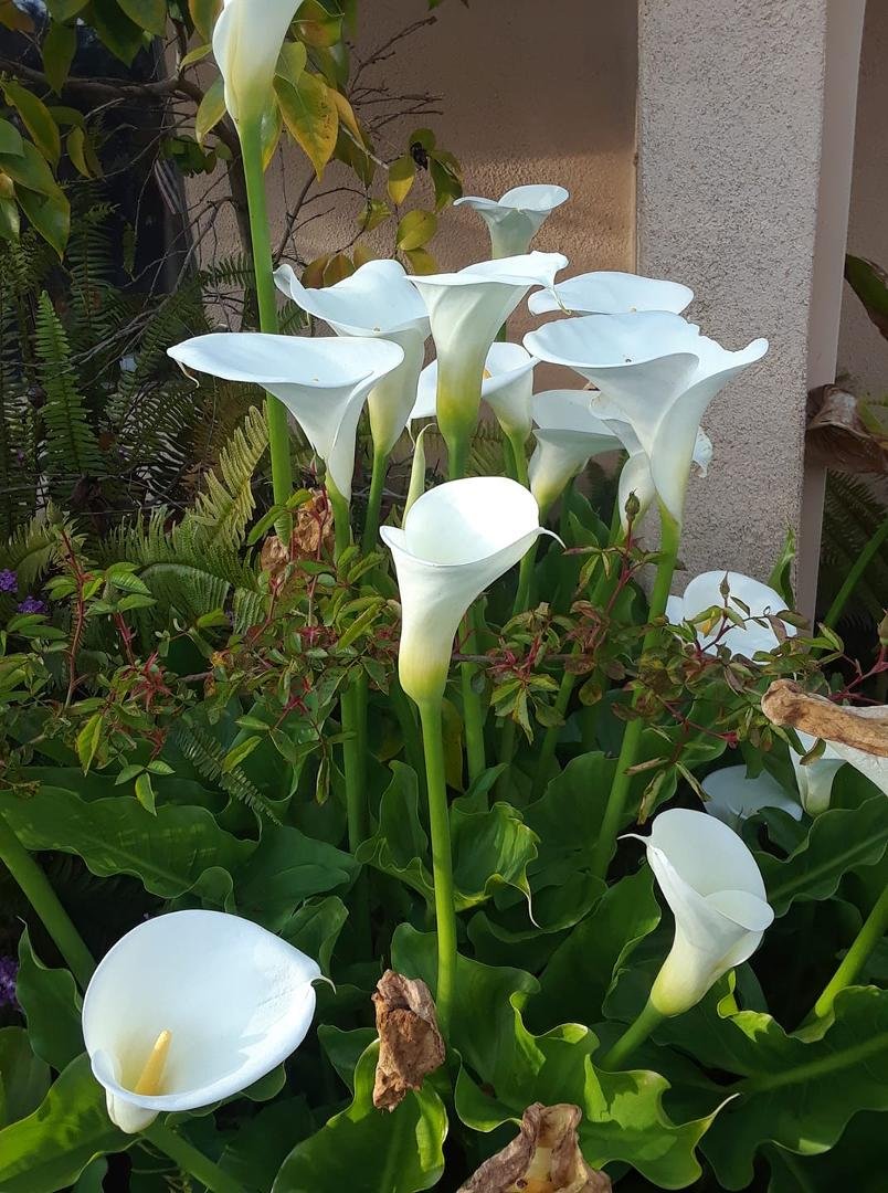 The Easter Lilly's are blooming beautifully in my front yard. I'm waiting for my roses to bloom.