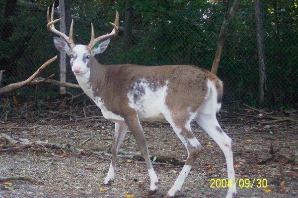 I just saw a deer very similar to this in my front yard. Just no horns and more white.