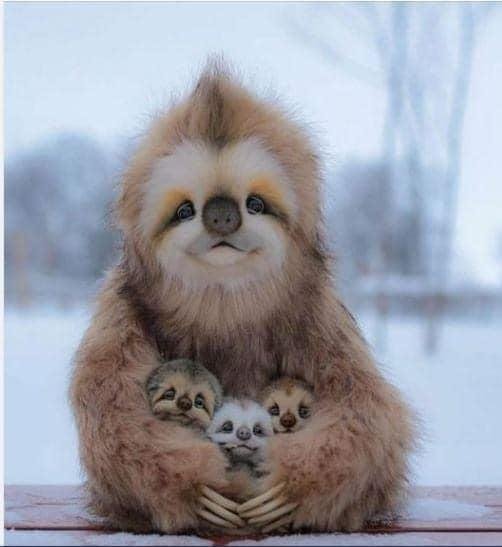 Sometimes you just need to see a mama sloth and her babies!