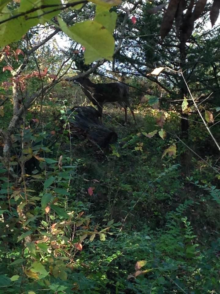 Visitor to the back yard this morning. Eight points!