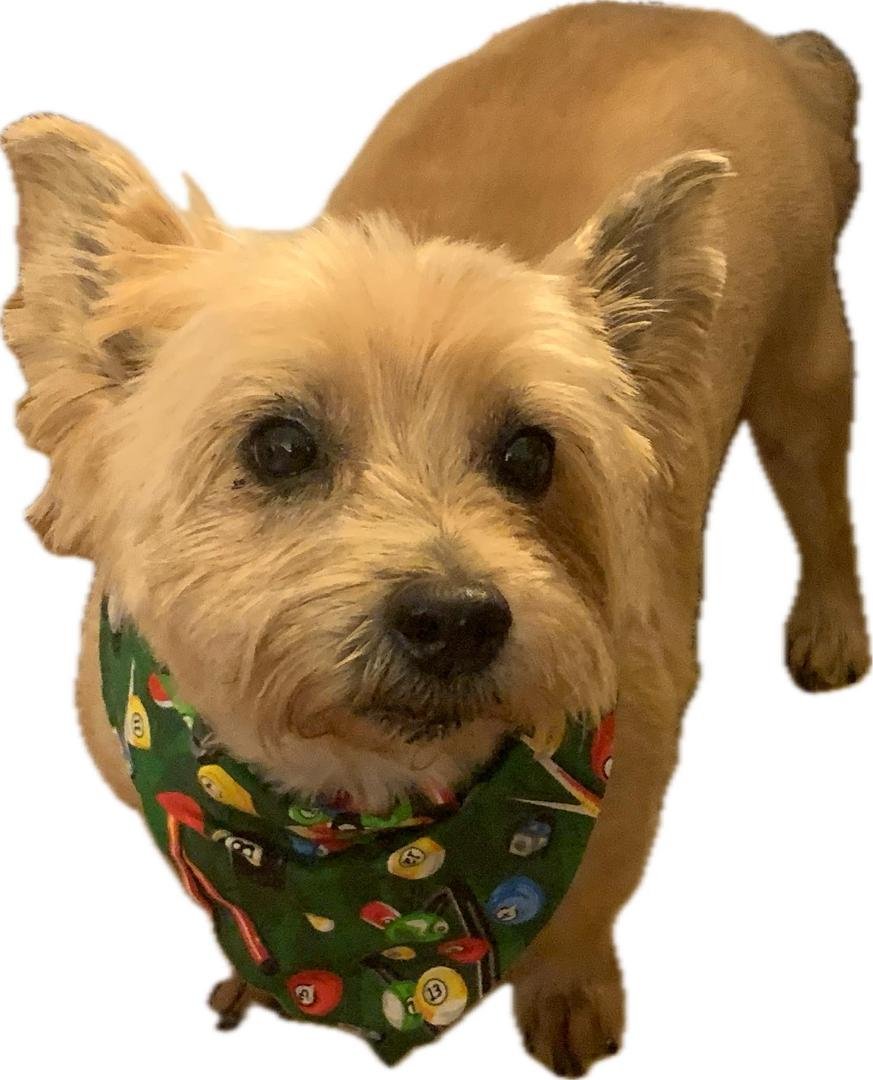 We lost one of our little dogs, Bandit, last night. He went naturally at home and I believe without suffering, He would have been 13 in May. It was just his time.
March has not been a good month…