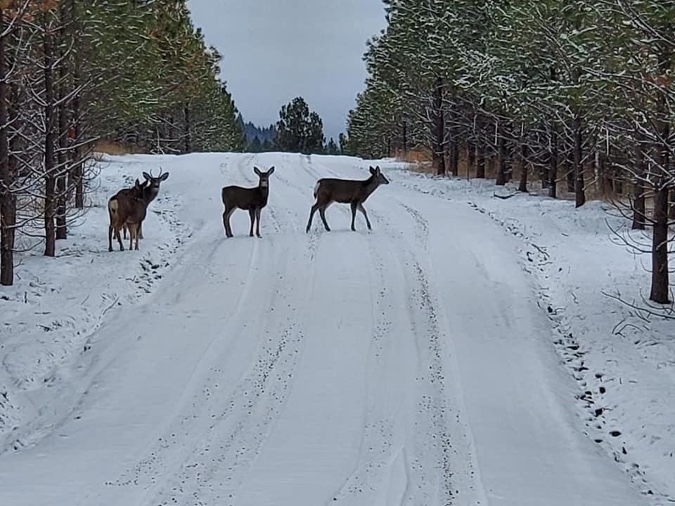 Deer