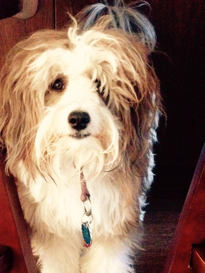 my aussiedoodle from doodlesville Va got 30 how cutes today from the Kamloops farmers market, so proud!