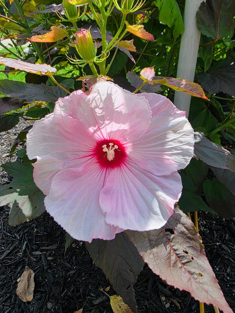 Hibiscus different color