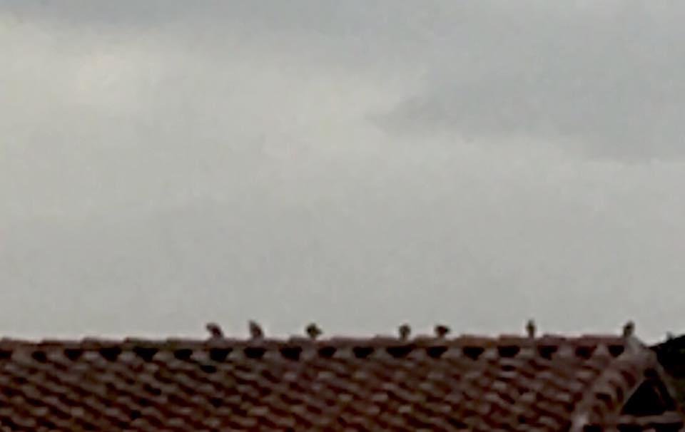all the little birds on Jaybird Street...
tweet, tweet, tweet