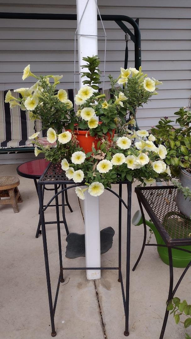 My flowers don't want to leave.