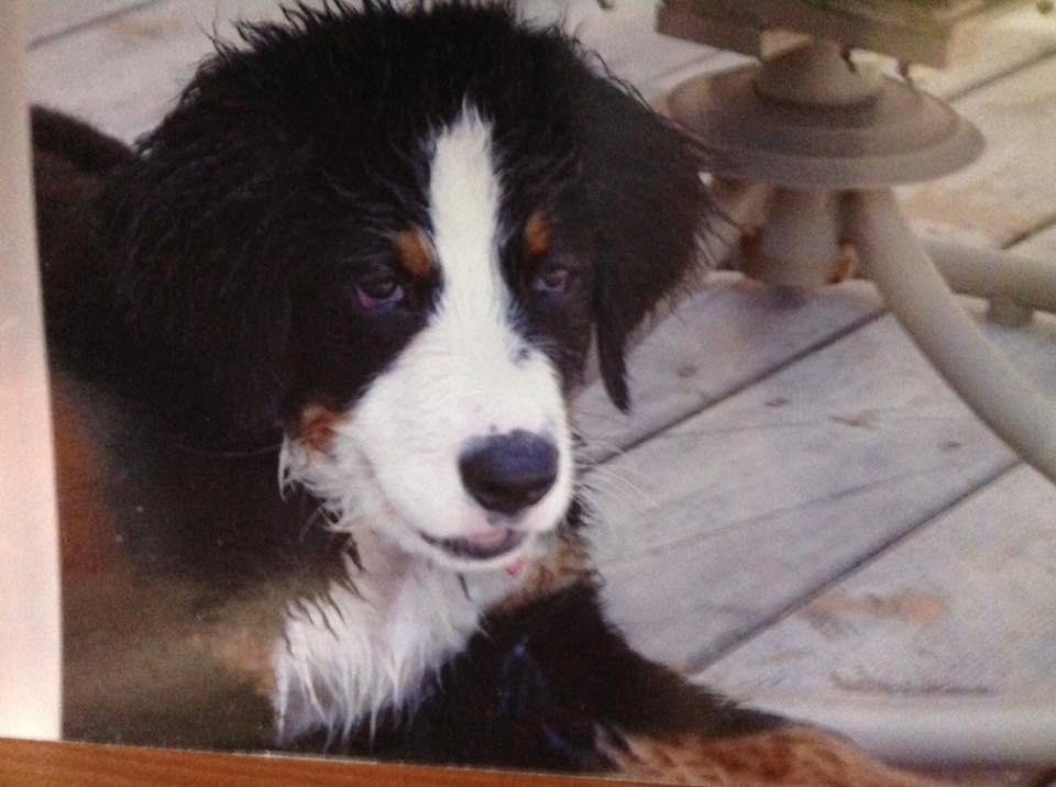Lainey when she was a puppy!