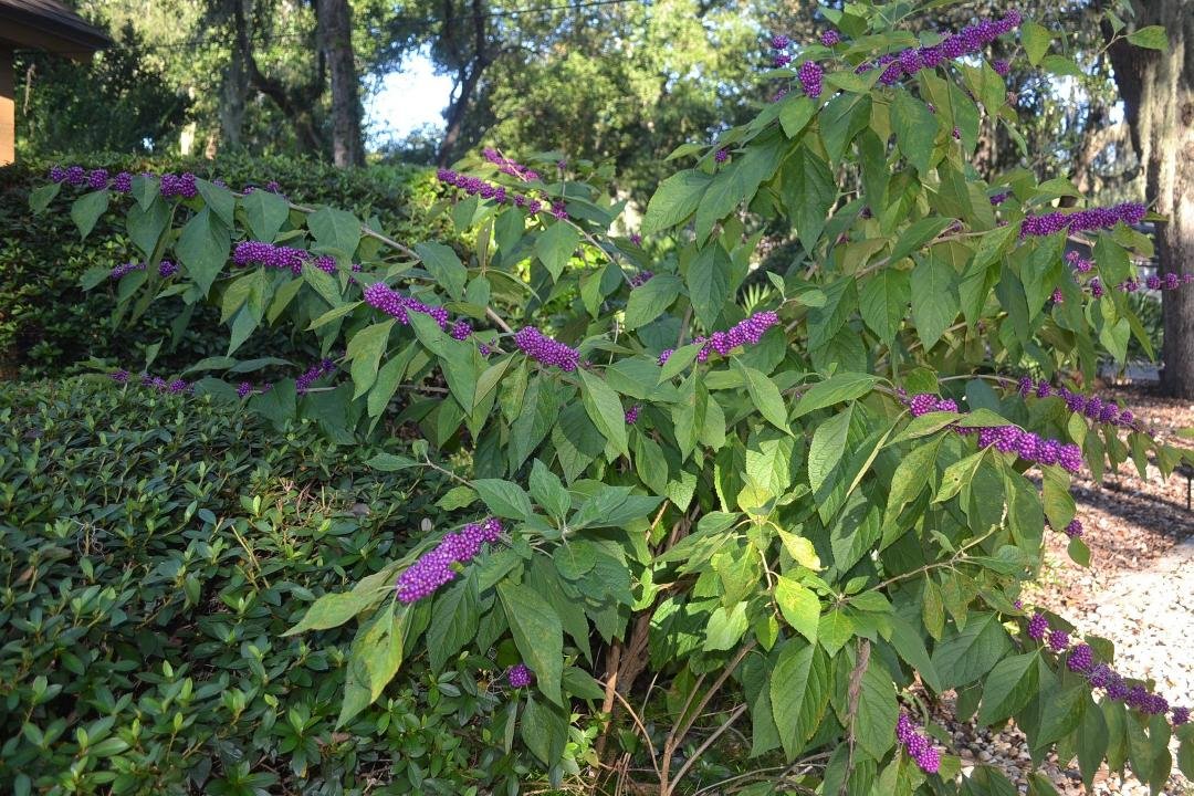 Blooming Beautyberry