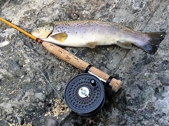 Elk Brown April 2016