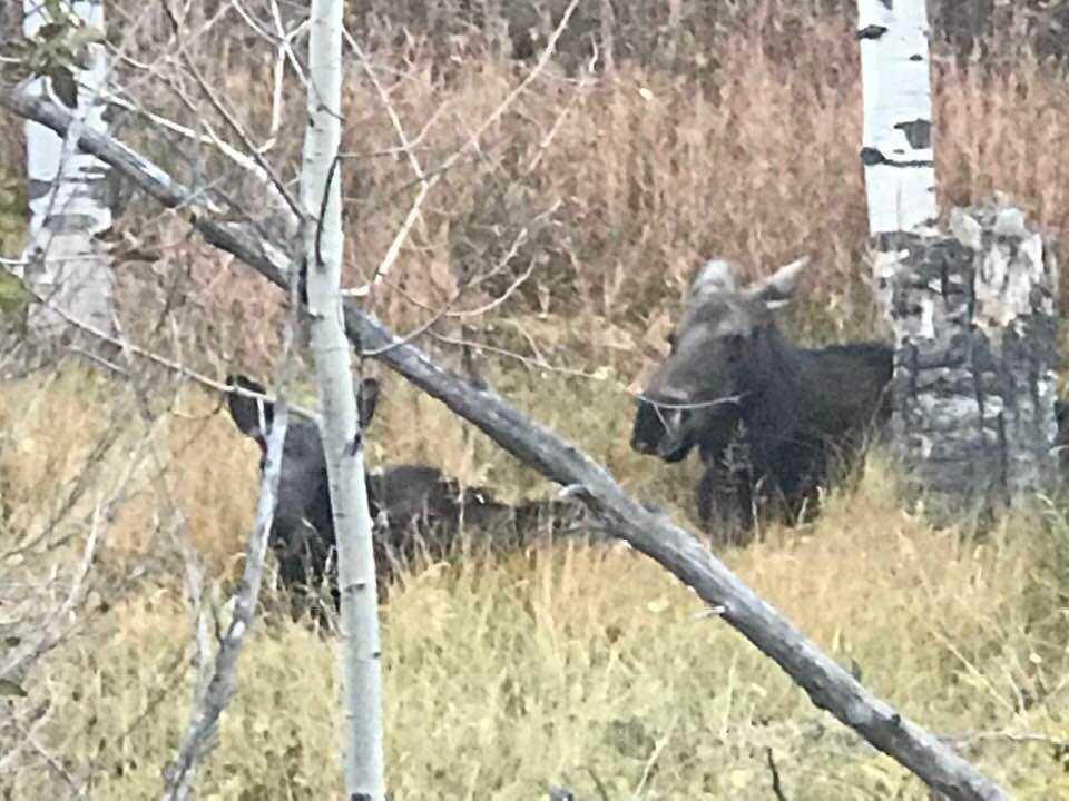 Mom and calf right there too