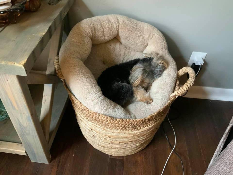 Just a puppy sleeping in a basket.