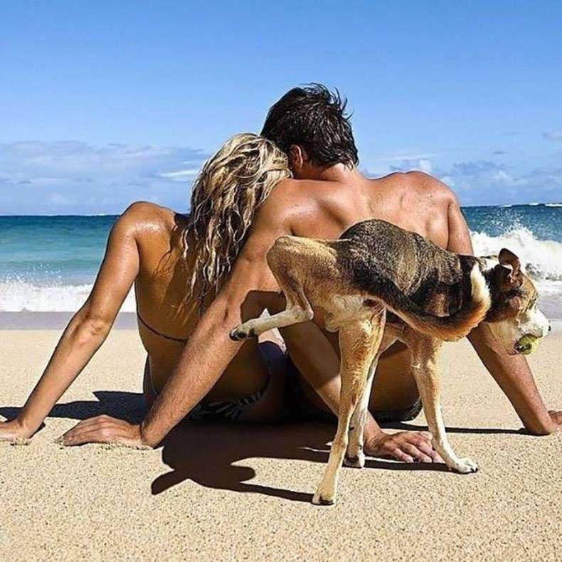 Bad dogs...
