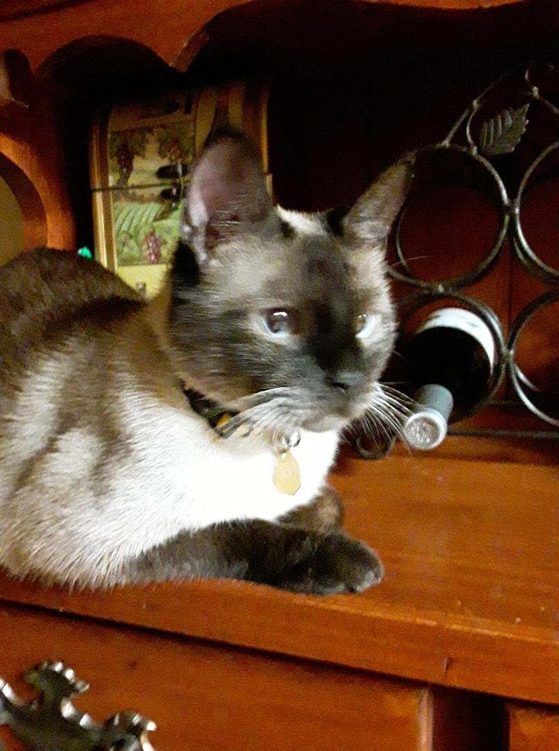Meet Bosco the newest member of my family
