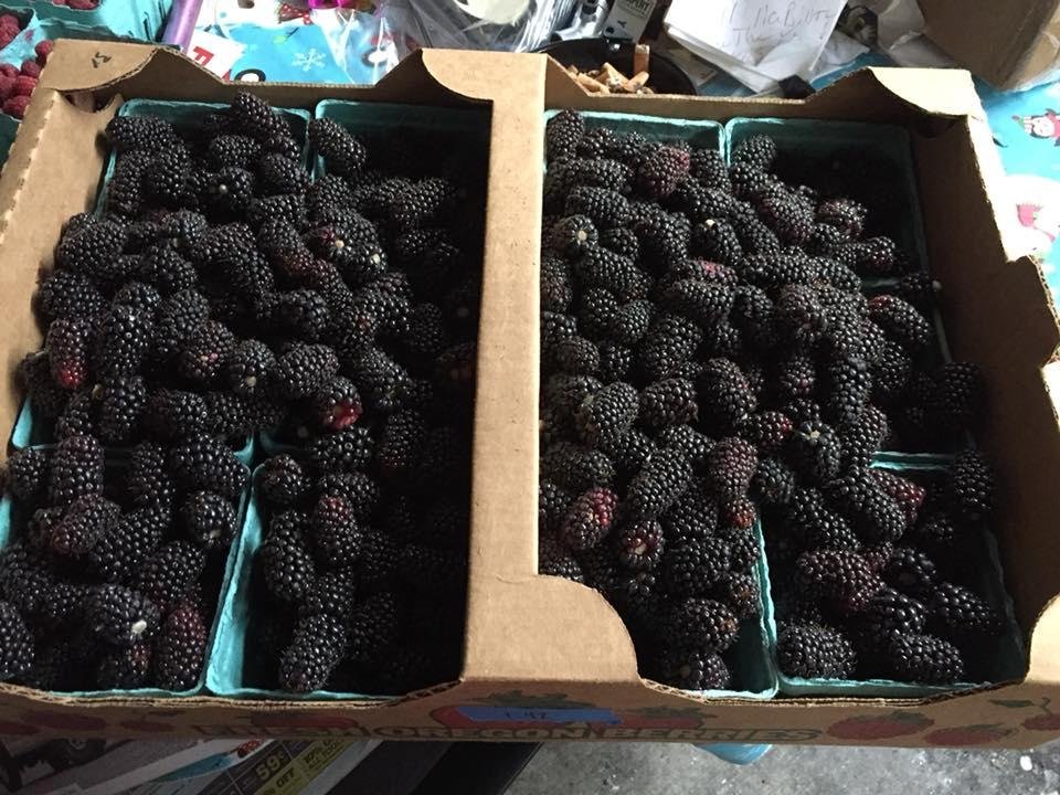 A half hour of picking blackberries and $11.45.