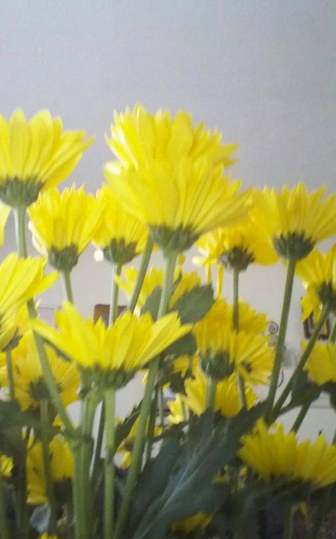 My Mother's Day flowers from my step son, Trevor. I was actually surprised he really got me this time.