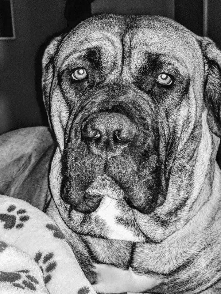 Aren't Grand-Doggies...Grand?