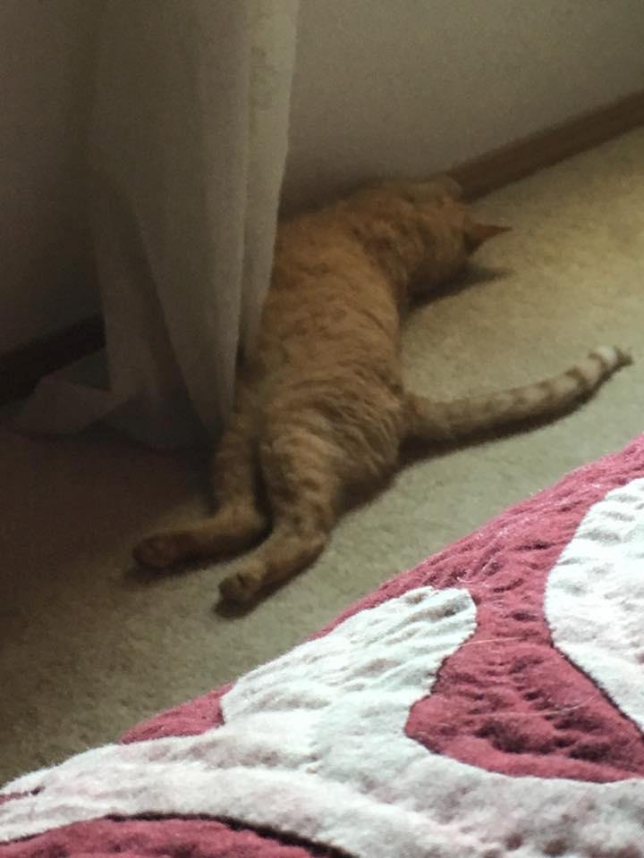 Exploring a new home is very tiring work.