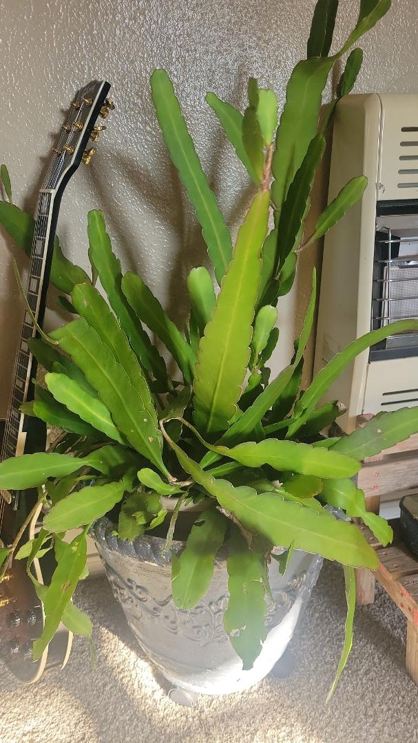 Can anyone tell me what kind of plant this is? Thick leaves like a succulent and it's large.
