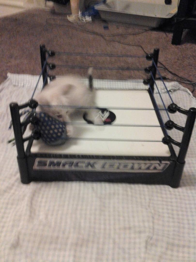 Merci given her toy the smack down!