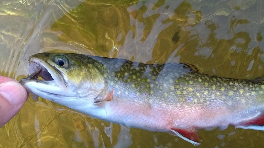 Brown Drake Brook Trout. They were really keying in on last night's leftover spinners this morning