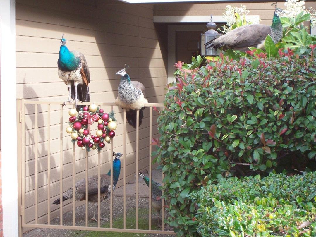 This is the entry to the condo Mike and I lived in in Folsom, California. These beauties use to meet me at the door when I would come home from work. They first arrived during a heavy rain....I looked out my sliding glass