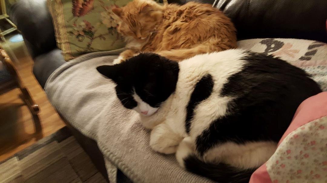 Brinkley and Bell are taking a nap  before bed time! 😊