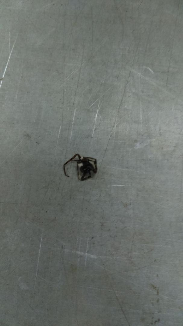 Dead banana spider----was alive when it jumped off my hand.