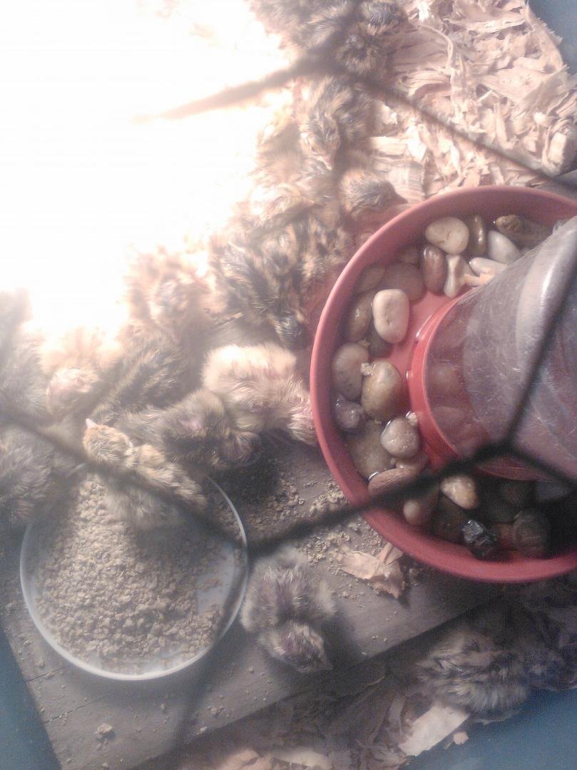 A few finally checking out the food and water. Finally! I added 3 drops of B12 with k to the water for a little boost.